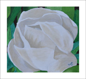 A single magnolia blossum